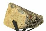 Fossil Triceratops Limb Section w/ Metal Stand - South Dakota #354352-2